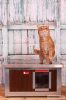 Thermo WOODY Katzehütte "CAT" mit Fenster innengrösse (LxBxH:54x38x28cm) mit INFRAHEIZUNG