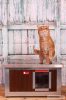 Thermo WOODY Katzenhaus "CAT" innengrösse (LxBxH:54x38x28cm) mit INFRAHEIZUNG