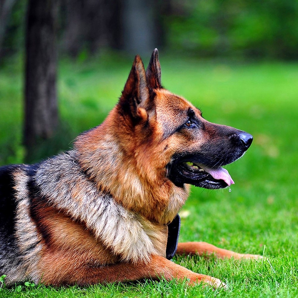 Deutscher Schäferhund