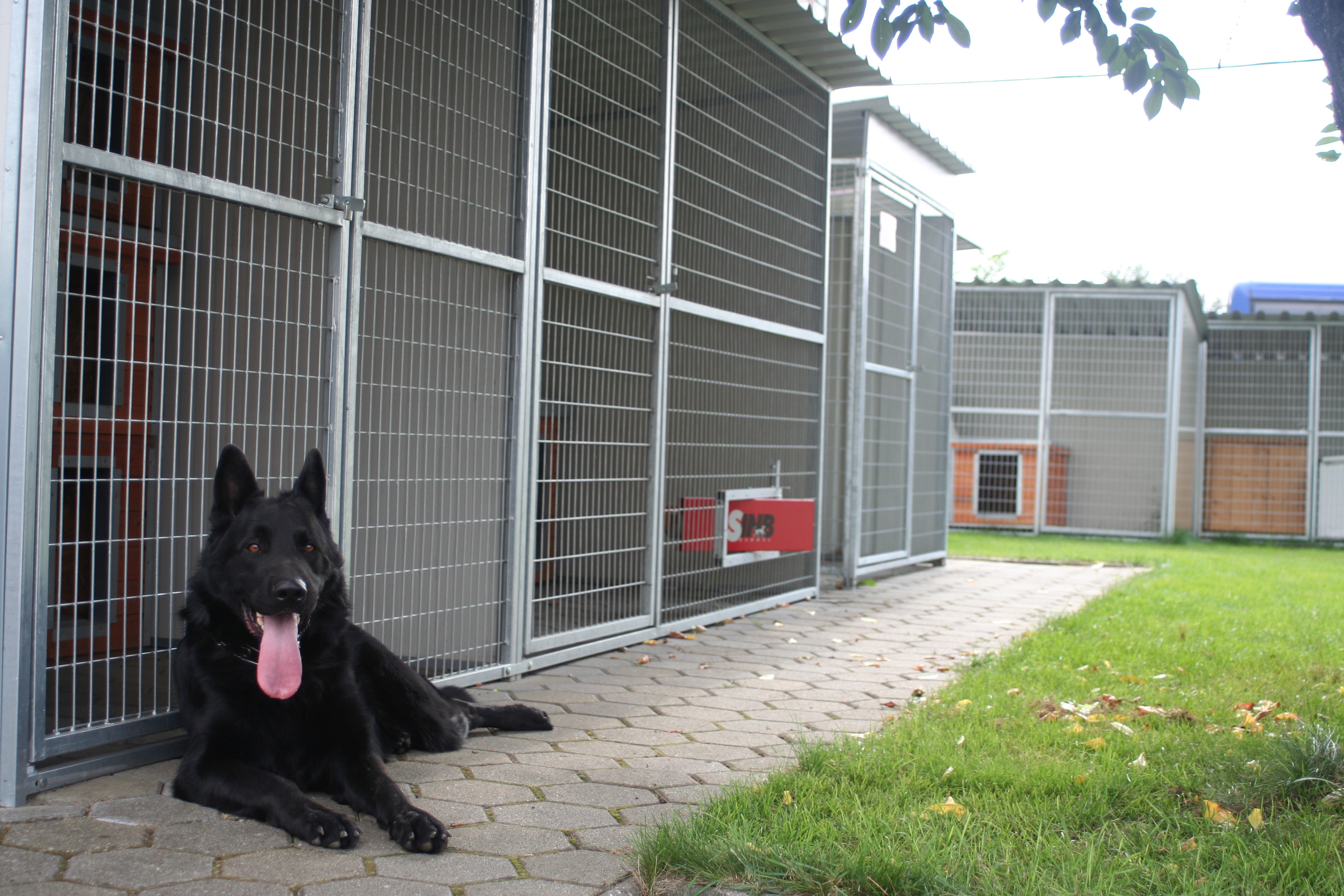 Hundezwinger und Deutscher Schäferhund