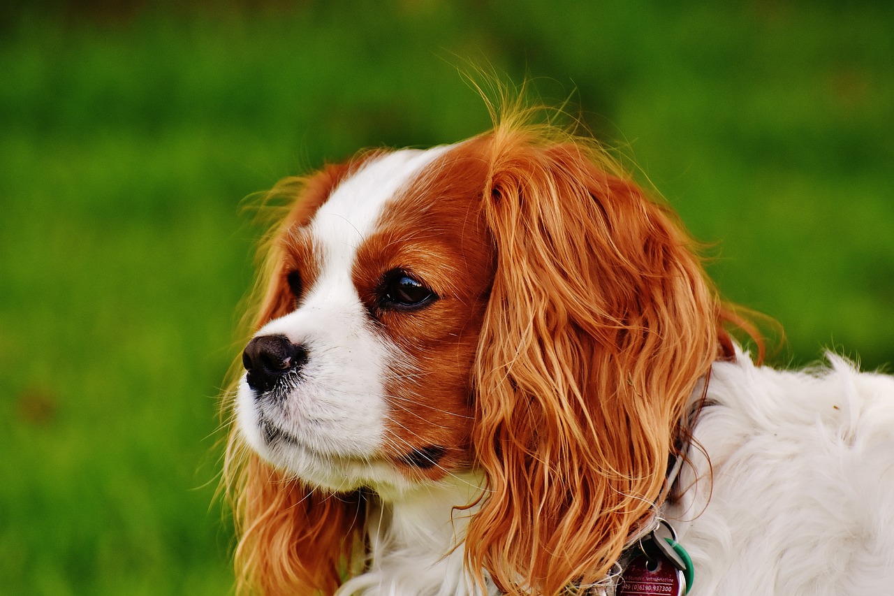 King Charles Spaniel
