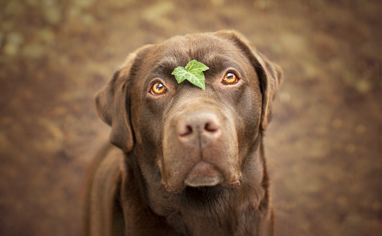 Labrador