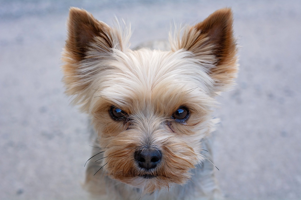 Yorkshire Terrier
