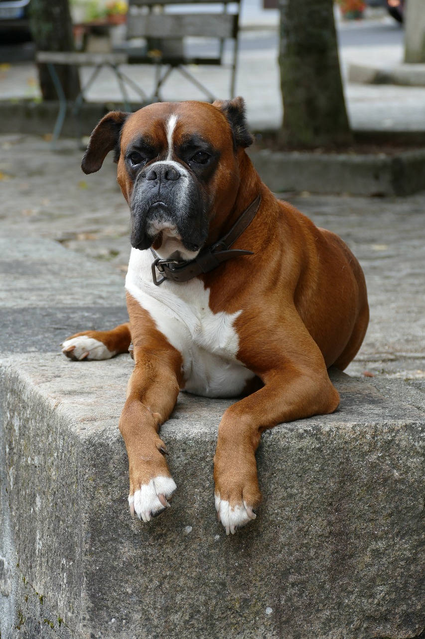 Boxer