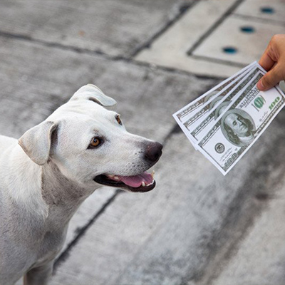 Wie viel kostet eine Hundehütte