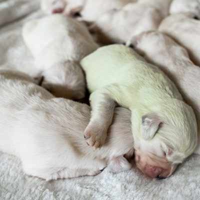 Trächtigkeit von Hunden vom Beginn bis zur Betreuungsphase, wie können wir helfen?