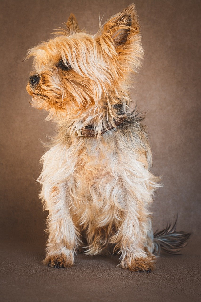 Yorkshire Terrier